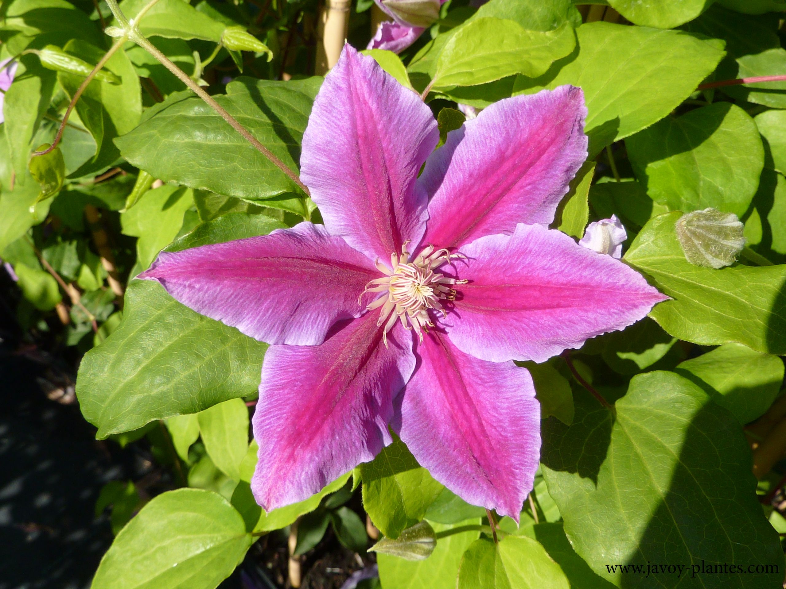 Clematis 'Doctor Ruppel'